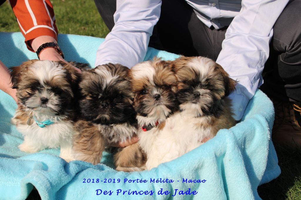 Des Princes De Jade - Shih Tzu - Portée née le 08/12/2018