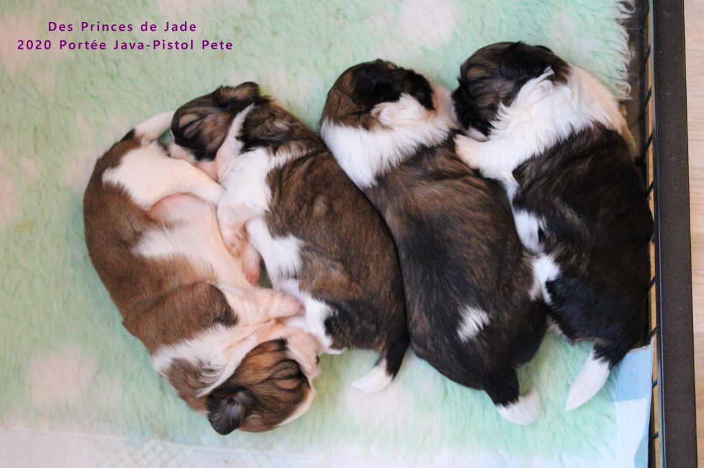 Des Princes De Jade - Shih Tzu - Portée née le 28/09/2020