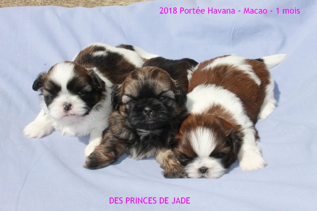 Des Princes De Jade - Shih Tzu - Portée née le 28/03/2018