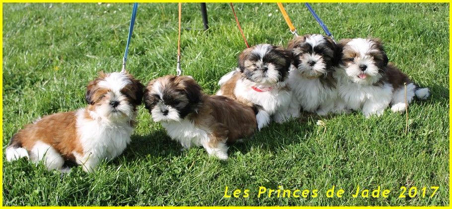 Des Princes De Jade - Shih Tzu - Portée née le 02/03/2017