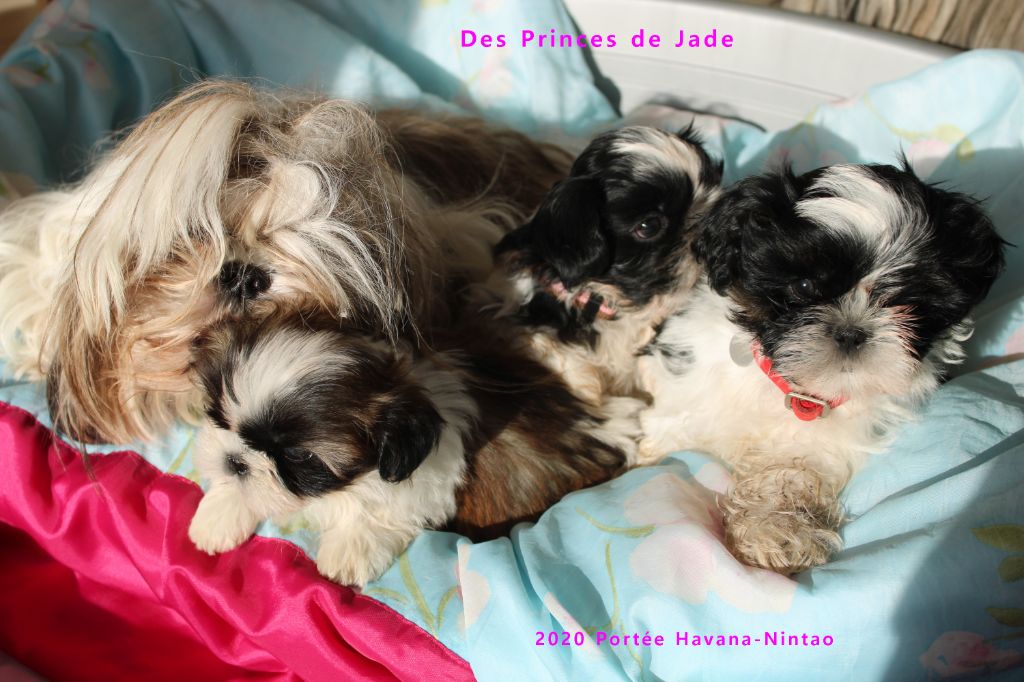 Des Princes De Jade - Shih Tzu - Portée née le 25/09/2020