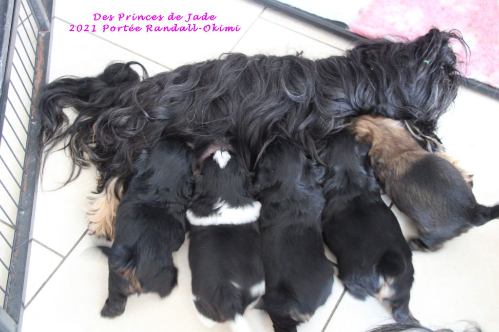 Des Princes De Jade - Shih Tzu - Portée née le 12/11/2021