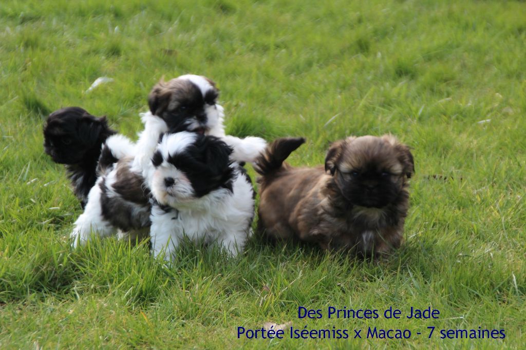 Des Princes De Jade - Shih Tzu - Portée née le 16/01/2018