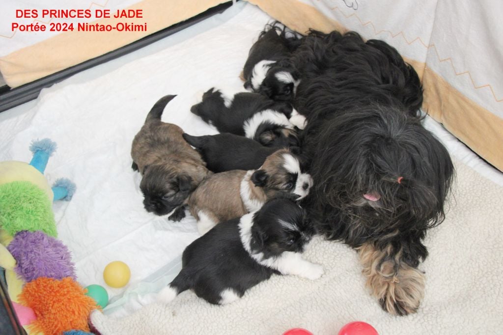 Des Princes De Jade - Shih Tzu - Portée née le 25/07/2024