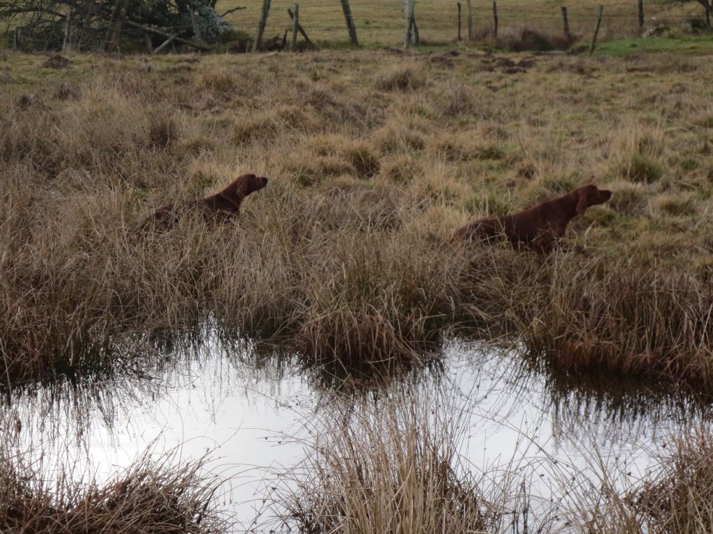 De Causses Et D'Aubrac - Début des concours bécassines