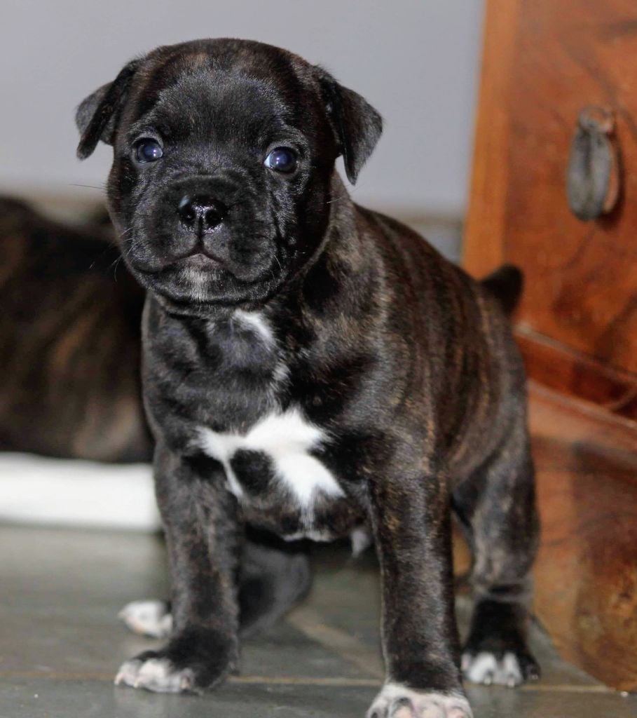 Rainbow Staffie - Chiots disponibles - Staffordshire Bull Terrier