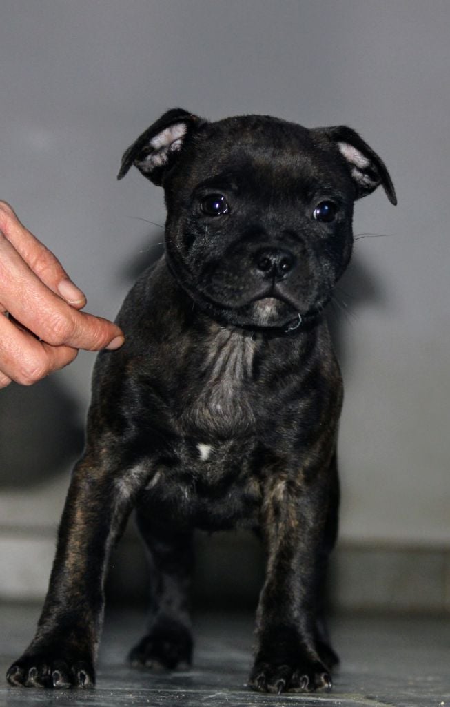 Rainbow Staffie - Chiots disponibles - Staffordshire Bull Terrier