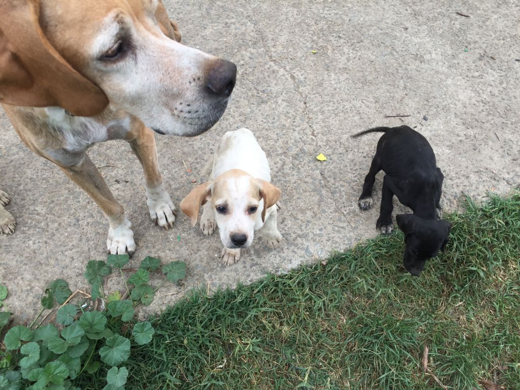 Chiot Pointer Du Marais Plaisance