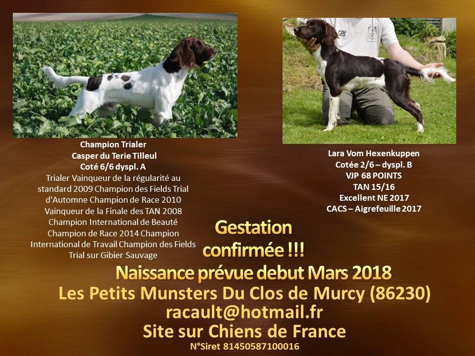 Du Clos De Murcy - Gestation confirmée pour Lara