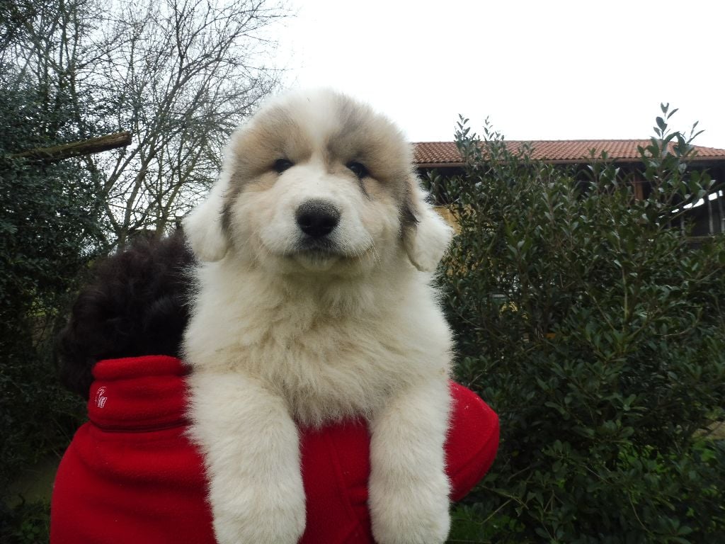 du Pirou - Chien de Montagne des Pyrenees - Portée née le 07/11/2017