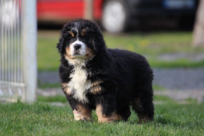 De La Cathedrale Des Ours - CHIOTS Disponible de suite