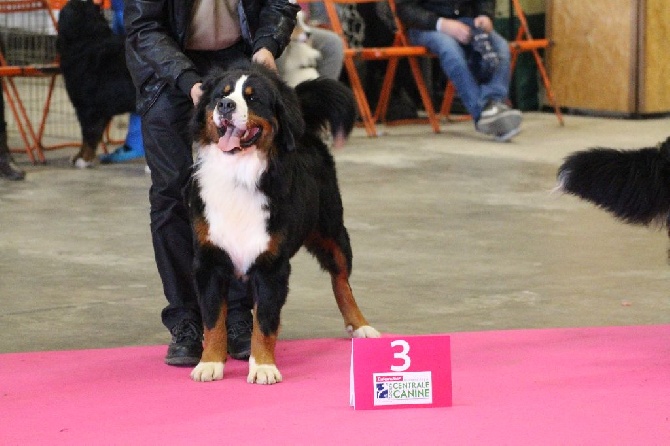 De La Cathedrale Des Ours - CACIB NANTES 2014