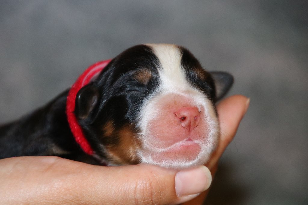 De La Cathedrale Des Ours - 7 bébés sont arrivés!