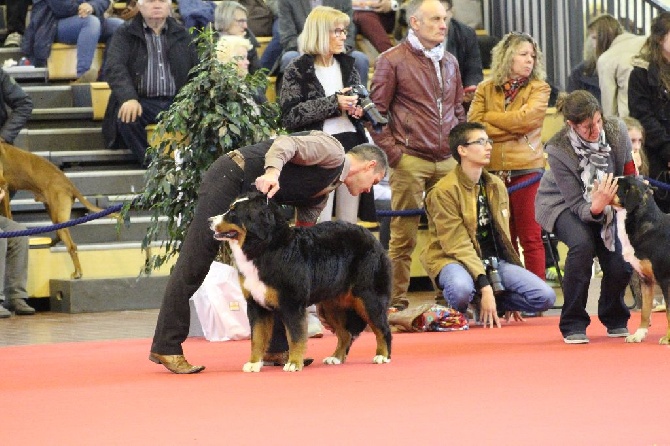 De La Cathedrale Des Ours - CACIB ANGERS 2016