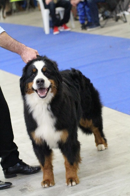 De La Cathedrale Des Ours - PARIS DOG SHOW 2017 - CACIB et SP de race