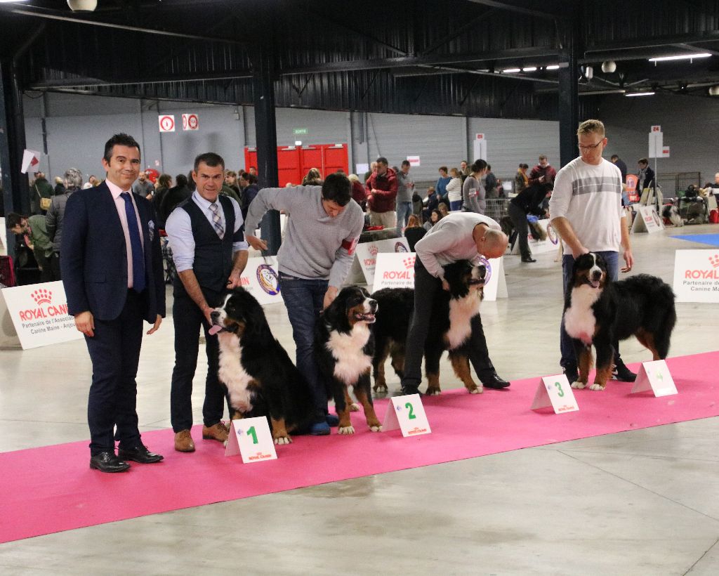 De La Cathedrale Des Ours - Vélimir Meilleur jeune et Meilleur de Race Expo le Mans 2019