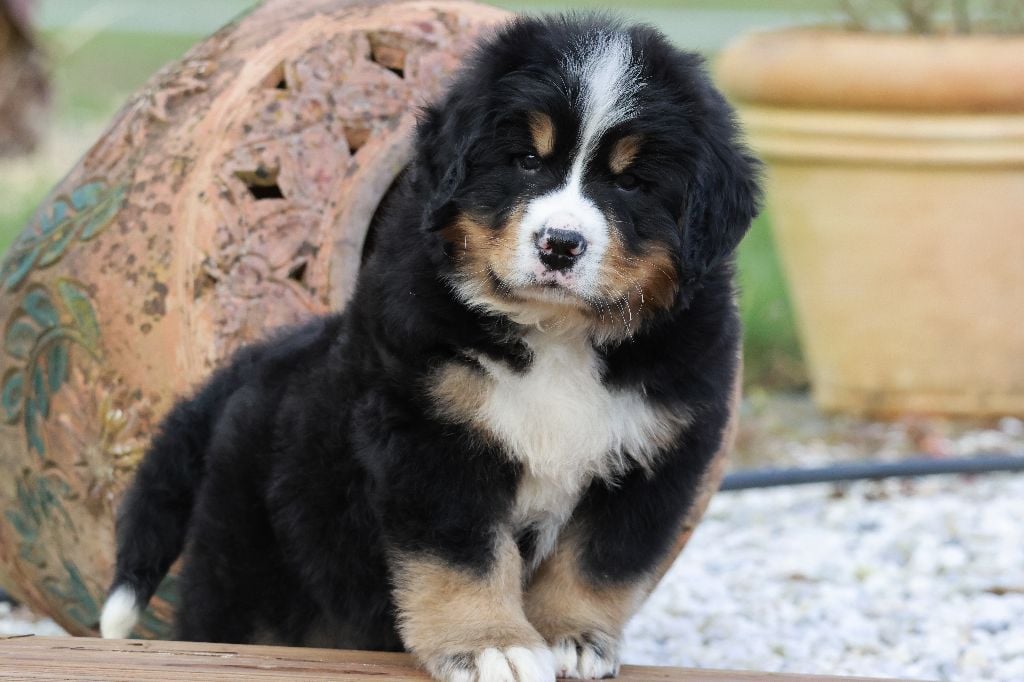 De La Cathedrale Des Ours - Chiots disponibles - Bouvier Bernois