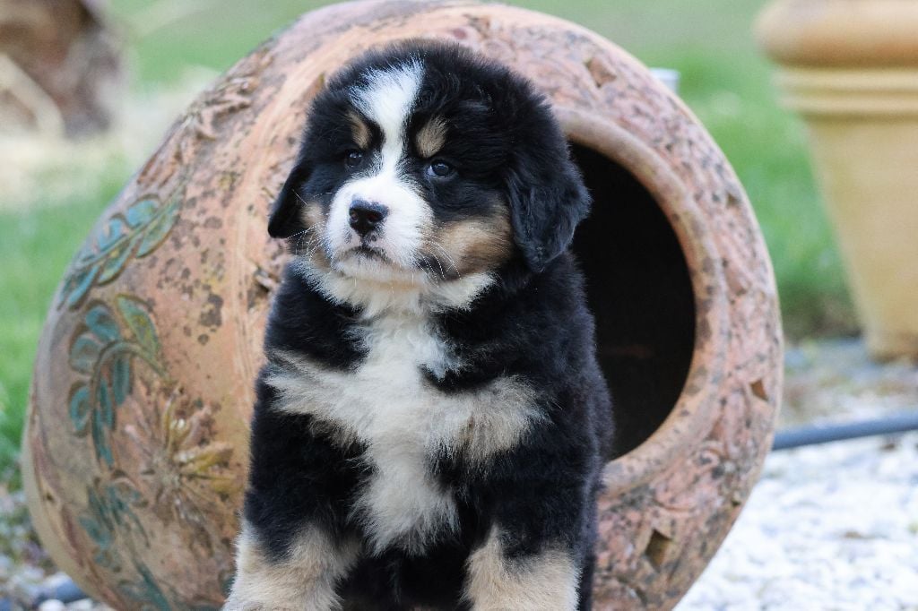 De La Cathedrale Des Ours - Chiots disponibles - Bouvier Bernois