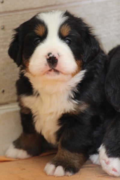 Chiot Bouvier Bernois De La Cathedrale Des Ours