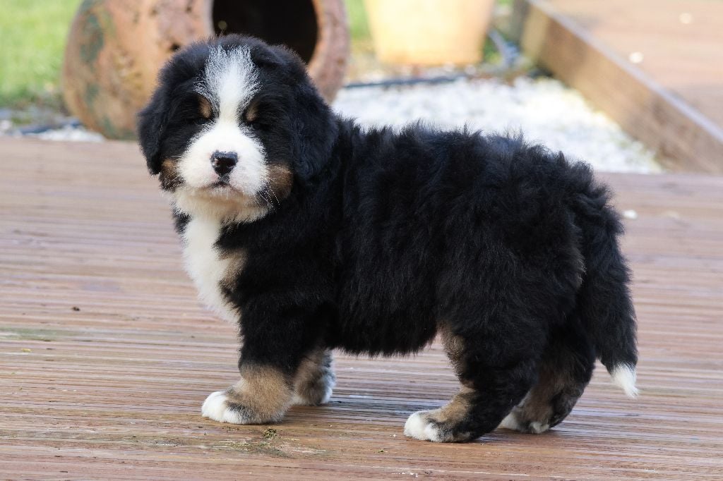 De La Cathedrale Des Ours - Chiots disponibles - Bouvier Bernois