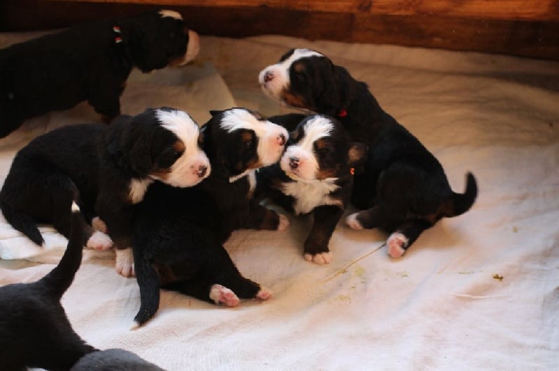 Chiot Bouvier Bernois De La Cathedrale Des Ours