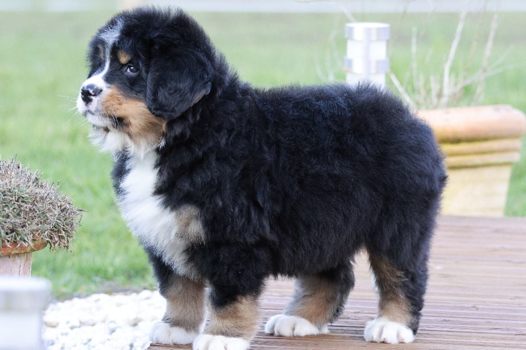 De La Cathedrale Des Ours - Chiots disponibles - Bouvier Bernois