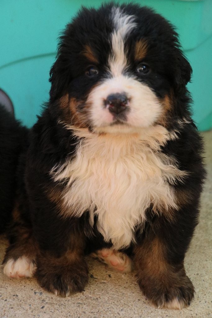 Chiot Bouvier Bernois De La Cathedrale Des Ours