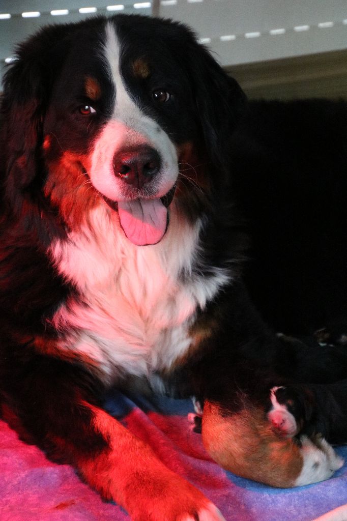 Chiot Bouvier Bernois De La Cathedrale Des Ours