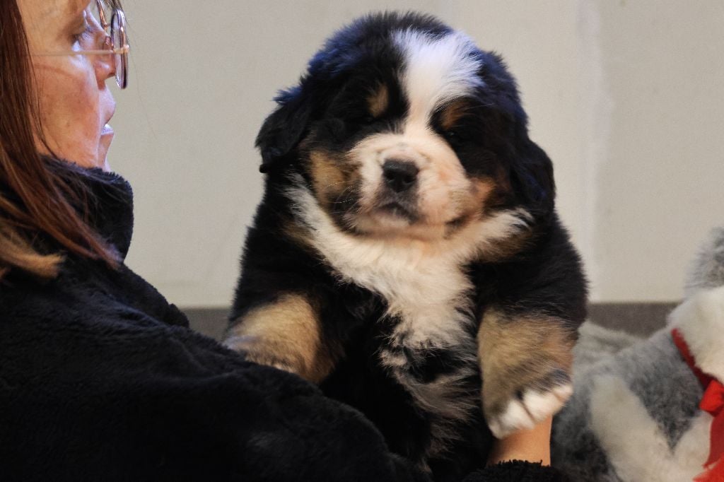 De La Cathedrale Des Ours - Chiots disponibles - Bouvier Bernois