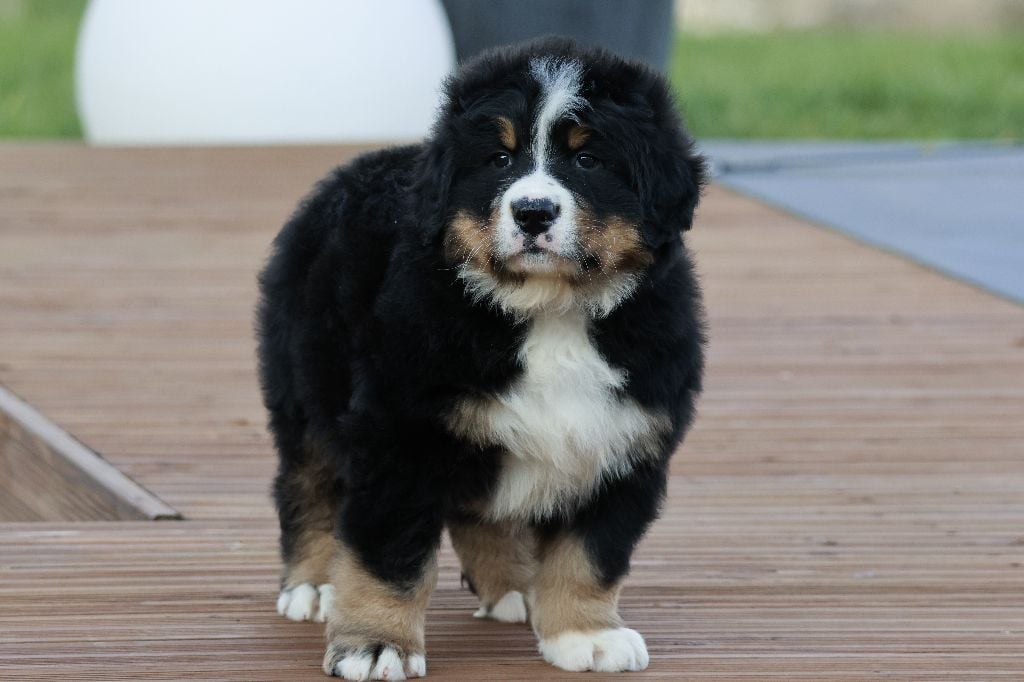 De La Cathedrale Des Ours - Chiots disponibles - Bouvier Bernois