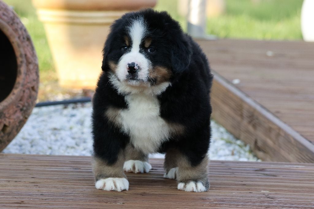 De La Cathedrale Des Ours - Chiots disponibles - Bouvier Bernois