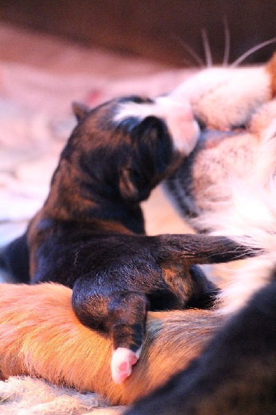 Chiot Bouvier Bernois De La Cathedrale Des Ours