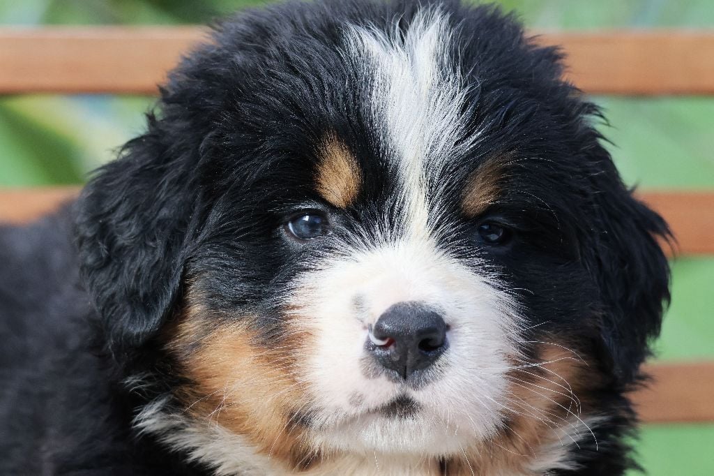 Chiot Bouvier Bernois De La Cathedrale Des Ours