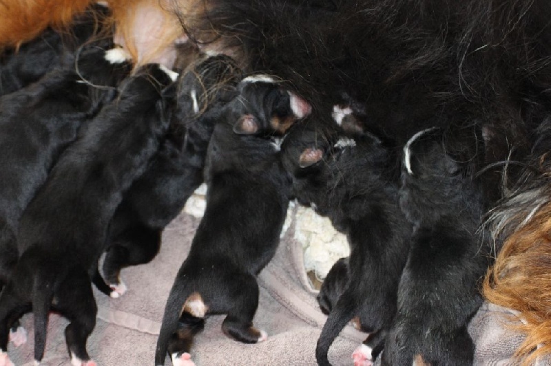 Chiot Bouvier Bernois De La Cathedrale Des Ours