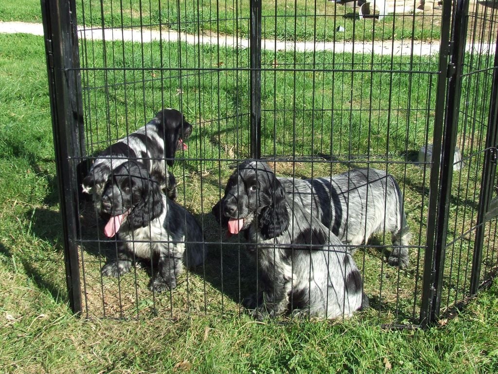 De Lambaol - Chiots cocker LOF chasse et beauté