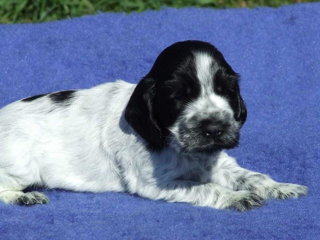 De Lambaol - beaux et bon BB cocker à réserver