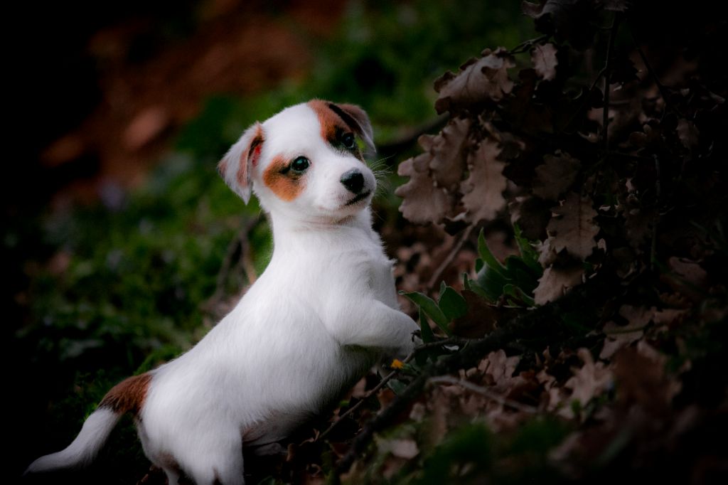 du Bois de Compiègne - Jack Russell Terrier - Portée née le 15/12/2020