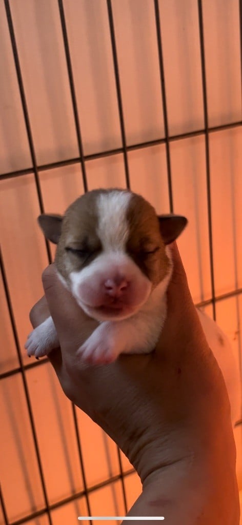 du Bois de Compiègne - Chiots disponibles - Jack Russell Terrier