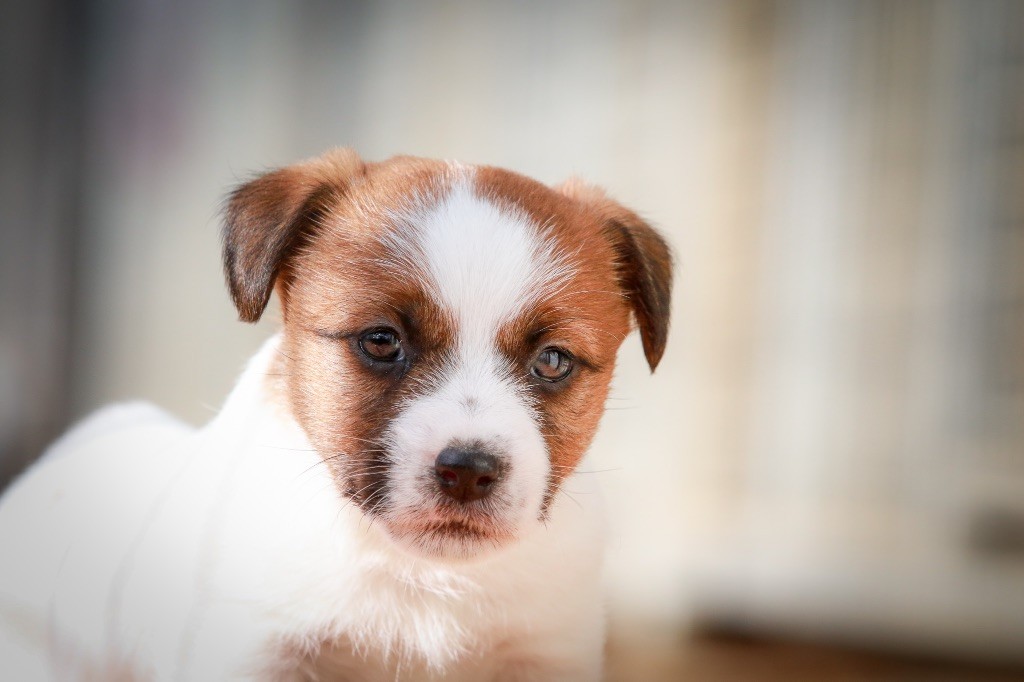 du Bois de Compiègne - Jack Russell Terrier - Portée née le 30/12/2018