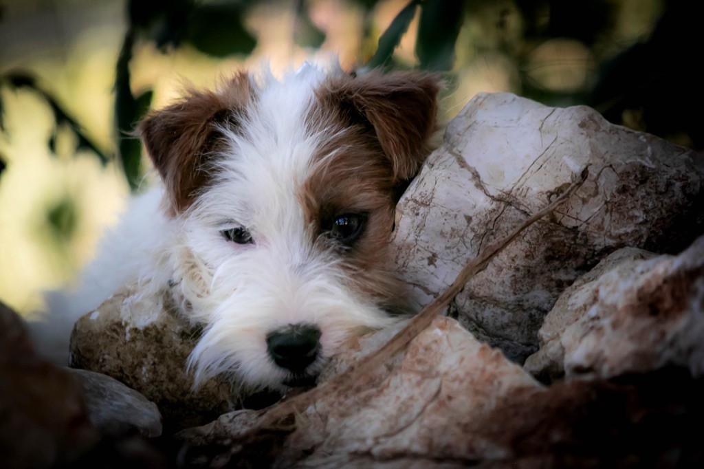 du Bois de Compiègne - Jack Russell Terrier - Portée née le 26/02/2020