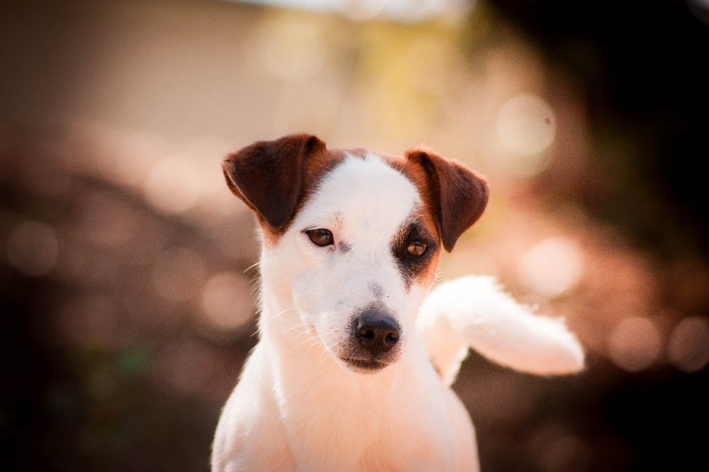 du Bois de Compiègne - Jack Russell Terrier - Portée née le 12/03/2017