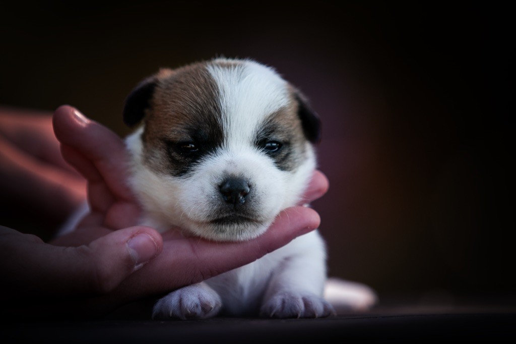 du Bois de Compiègne - Jack Russell Terrier - Portée née le 11/10/2019