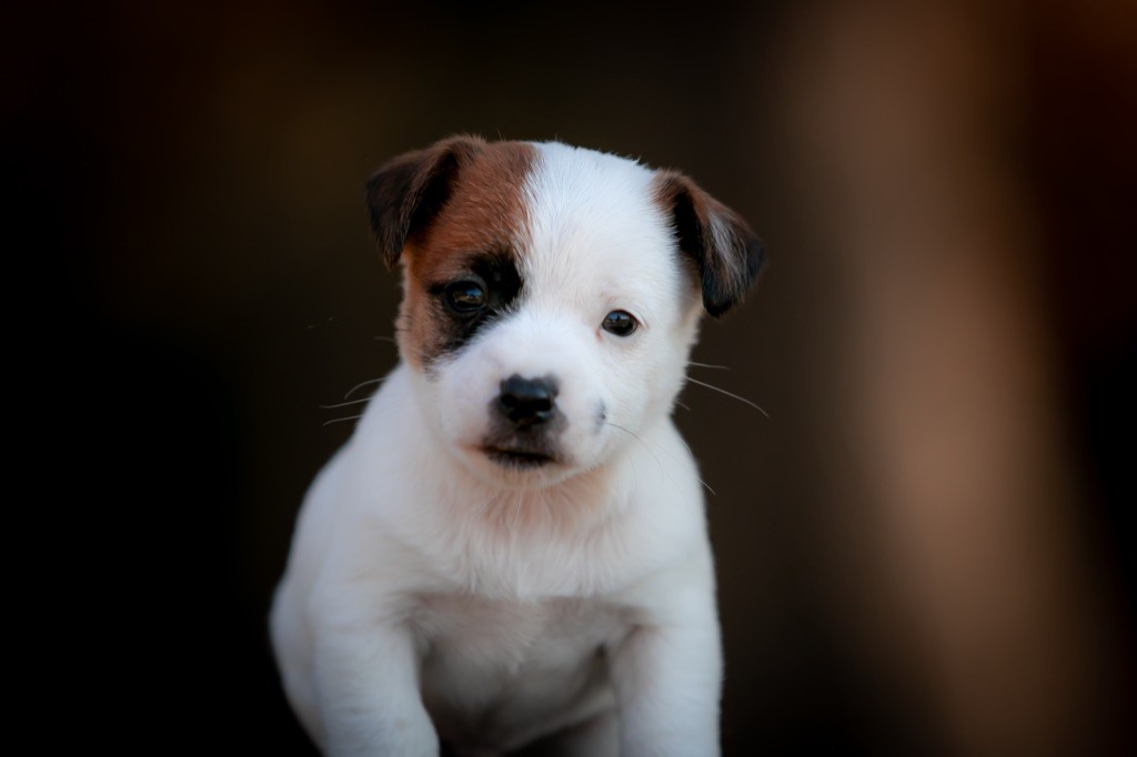 du Bois de Compiègne - Jack Russell Terrier - Portée née le 19/10/2020