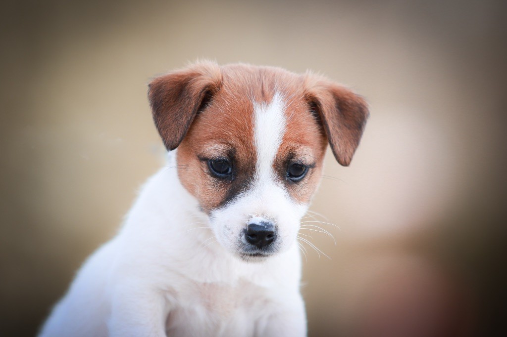 du Bois de Compiègne - Jack Russell Terrier - Portée née le 11/01/2019