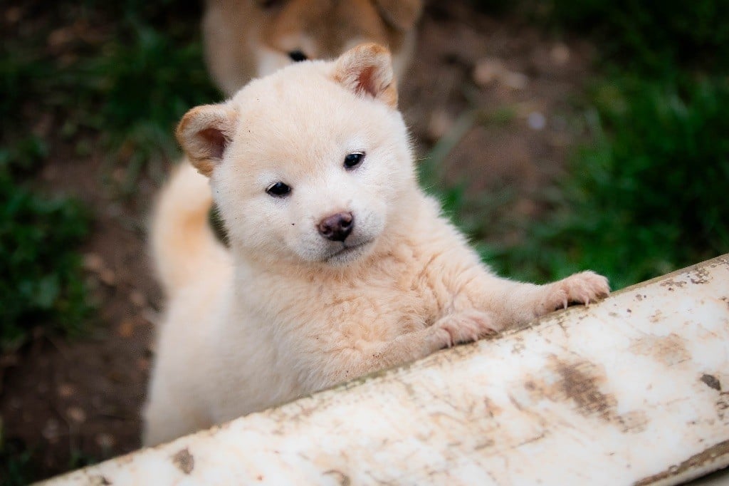 du Bois de Compiègne - Chiots disponibles - Shiba