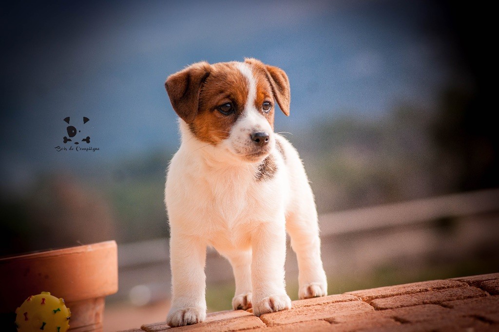 du Bois de Compiègne - Jack Russell Terrier - Portée née le 15/12/2017