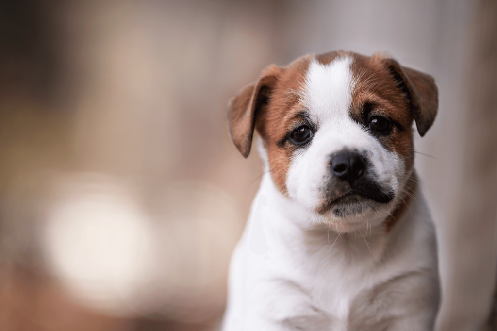 du Bois de Compiègne - Jack Russell Terrier - Portée née le 18/08/2019