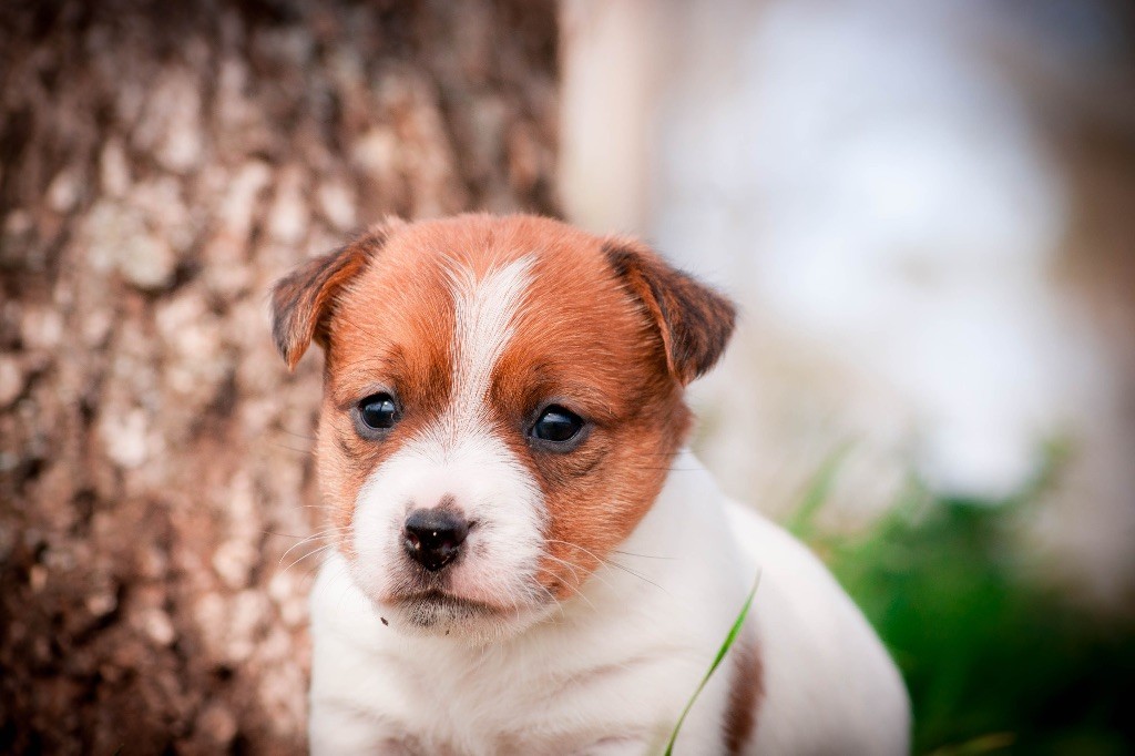 du Bois de Compiègne - Jack Russell Terrier - Portée née le 26/02/2018