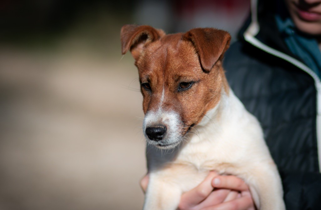 du Bois de Compiègne - Jack Russell Terrier - Portée née le 09/08/2022