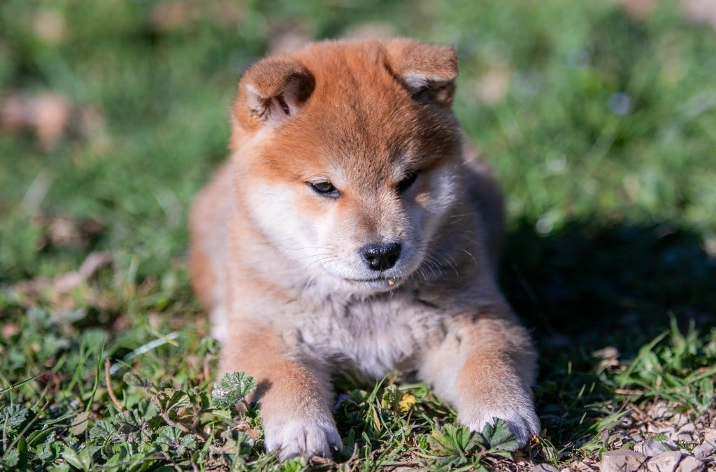 du Bois de Compiègne - Chiots disponibles - Shiba